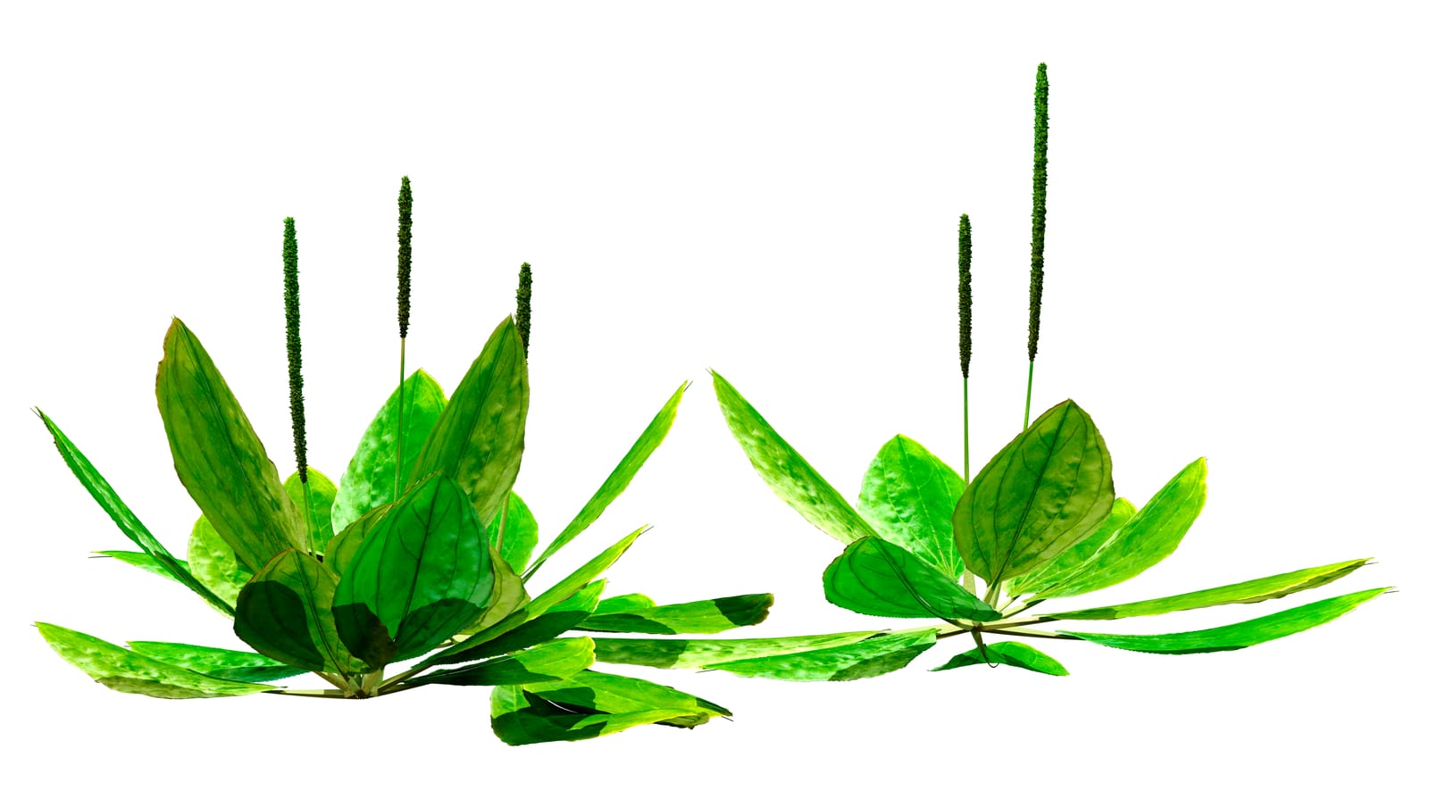 Exploring Plantain Weed: Topical Uses and General Overview with Harvesting Tips