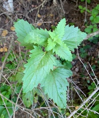 Ultimate Guide to Foraging and Medicinal Uses of Stinging Nettle