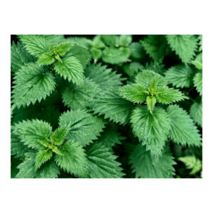 stinging nettle tea