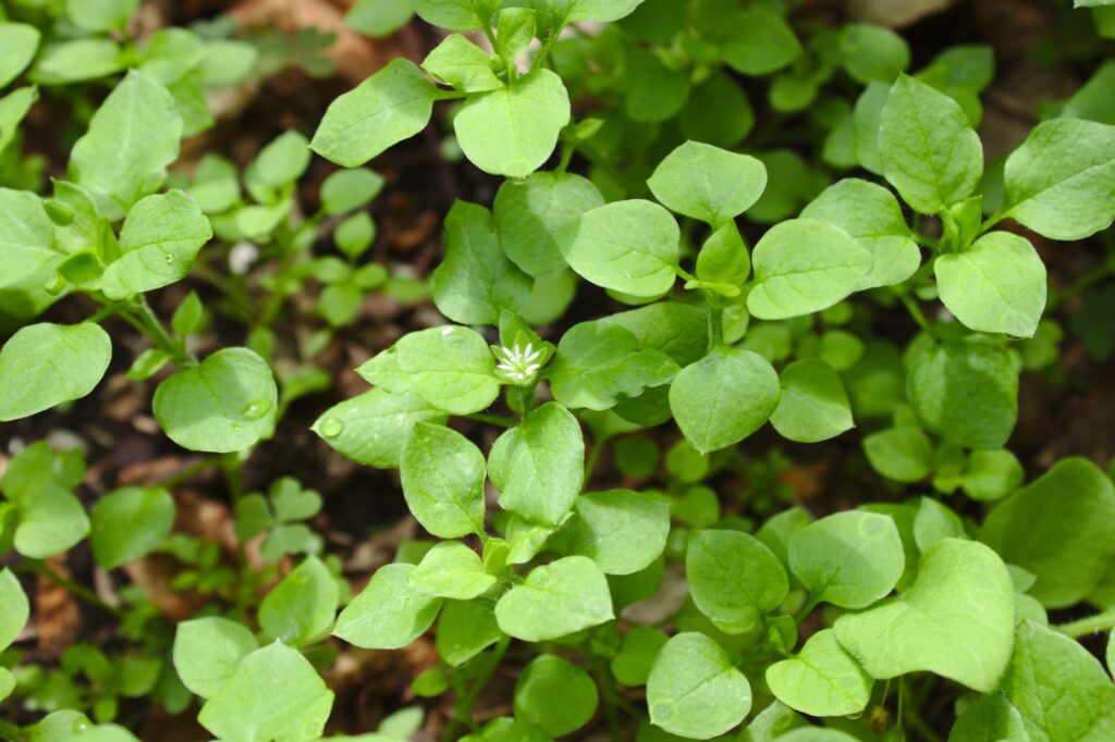 Chickweed