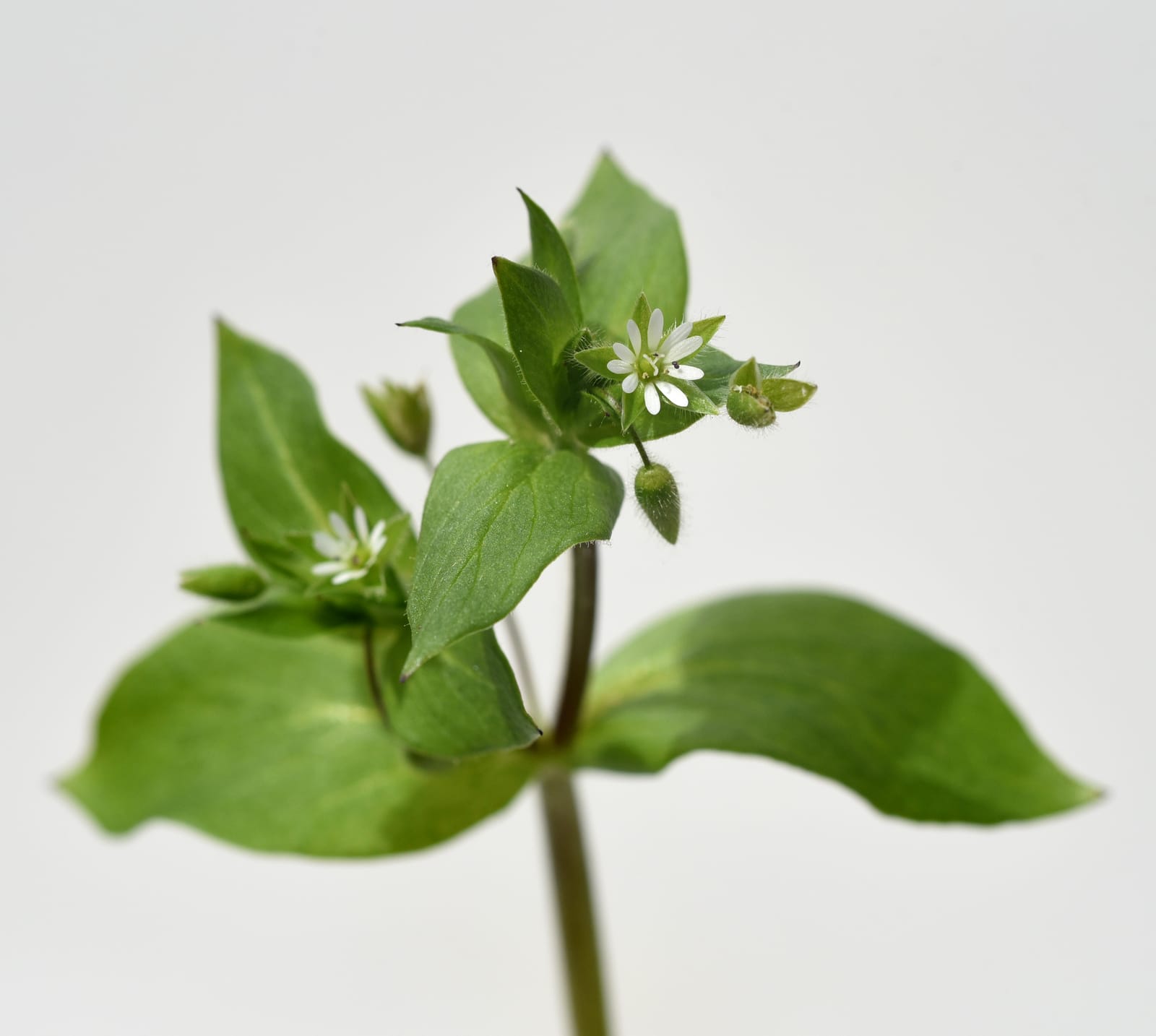 Chickweed: A Delicious Weed You Are Probably Ignoring