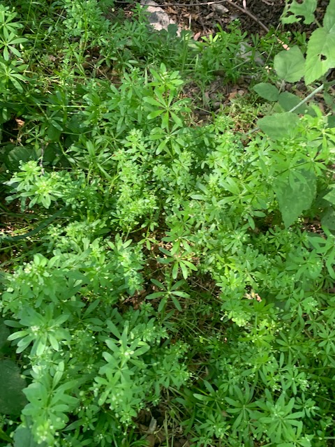 Cleavers