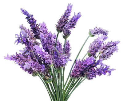 A Glimpse of Lavender: Overview, Uses, and Lavender Oil Effects
