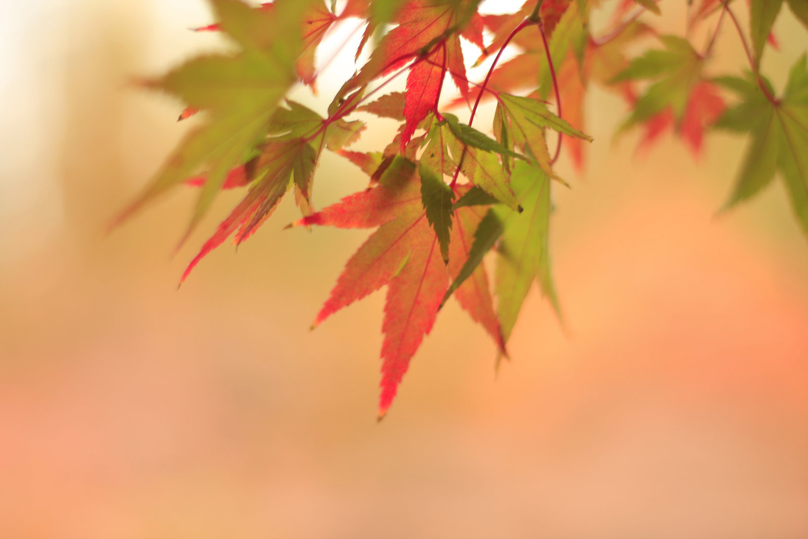 Autumn’s Hidden Pantry: Discover the Best Fall Plants to Forage in the Wild