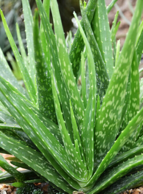 Aloe Vera’s Healing Properties: Why This Succulent is Nature’s First-aid Kit