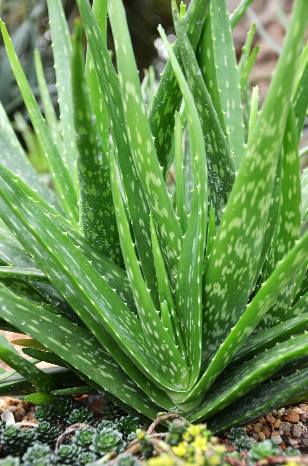 Aloe Vera’s Healing Properties: Why This Succulent is Nature’s First-aid Kit