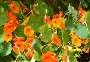 Edible flowers nasturtiums