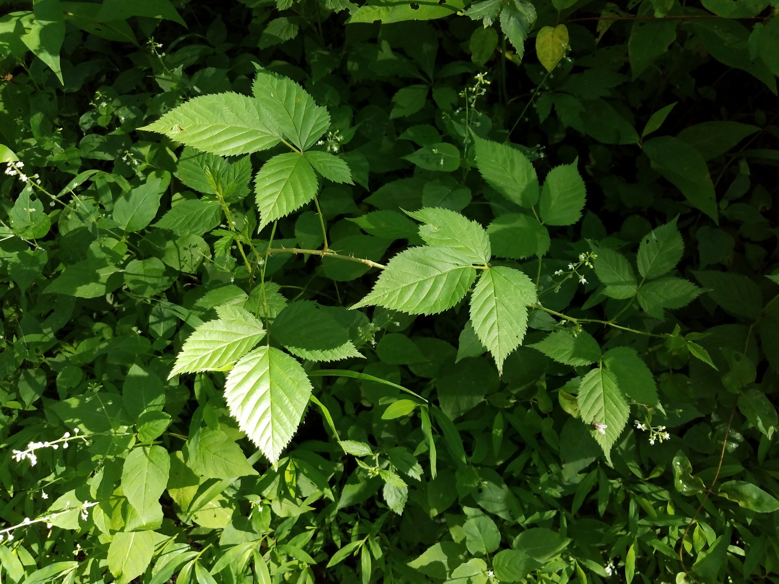 poison ivy leaves