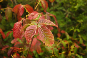 Poison oak leaves