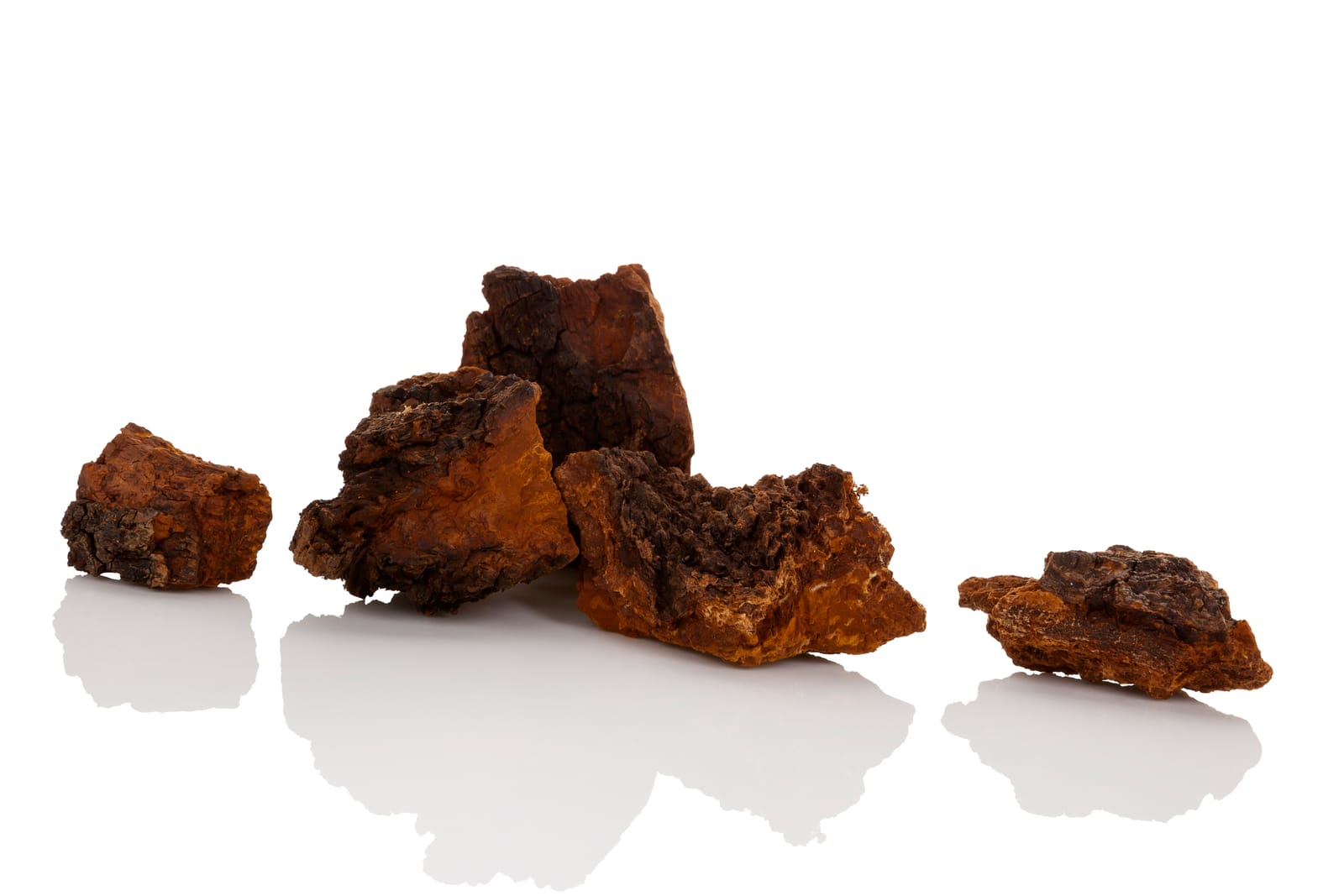 Harvesting Chaga Mushroom, Proper Storage and Tea Brewing Instructions
