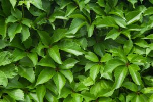 Virginia Creeper leaves