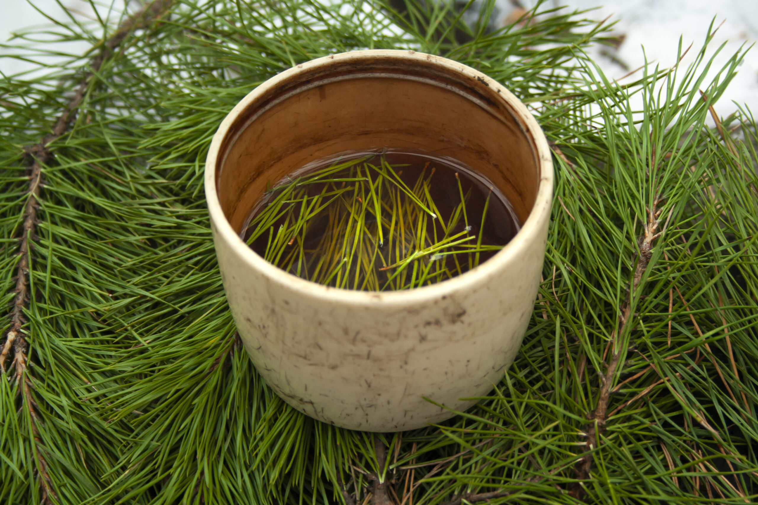 Pine Needle Harvesting, Storage, Recipes and Its Nutritional Benefits: Unlocking Nature’s Vitamin C Powerhouse