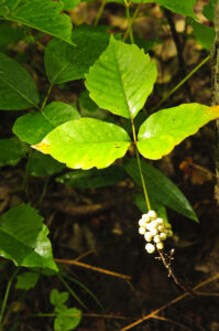 poison ivy 3 three leaves