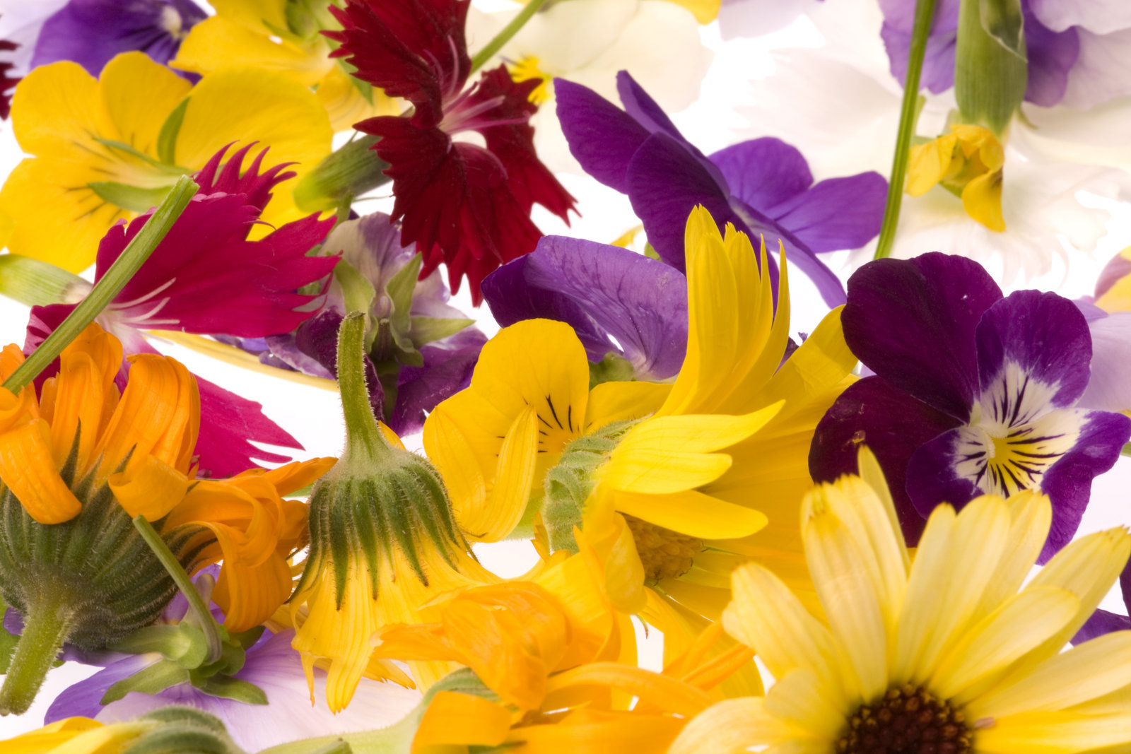 Edible Flowers: a Forager’s Guide to Culinary Blooms