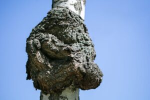 Chaga mushroom conk on birch tree showing dark exterior and golden interior.