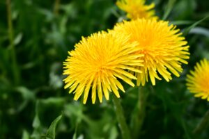 Is it an edible flower?
