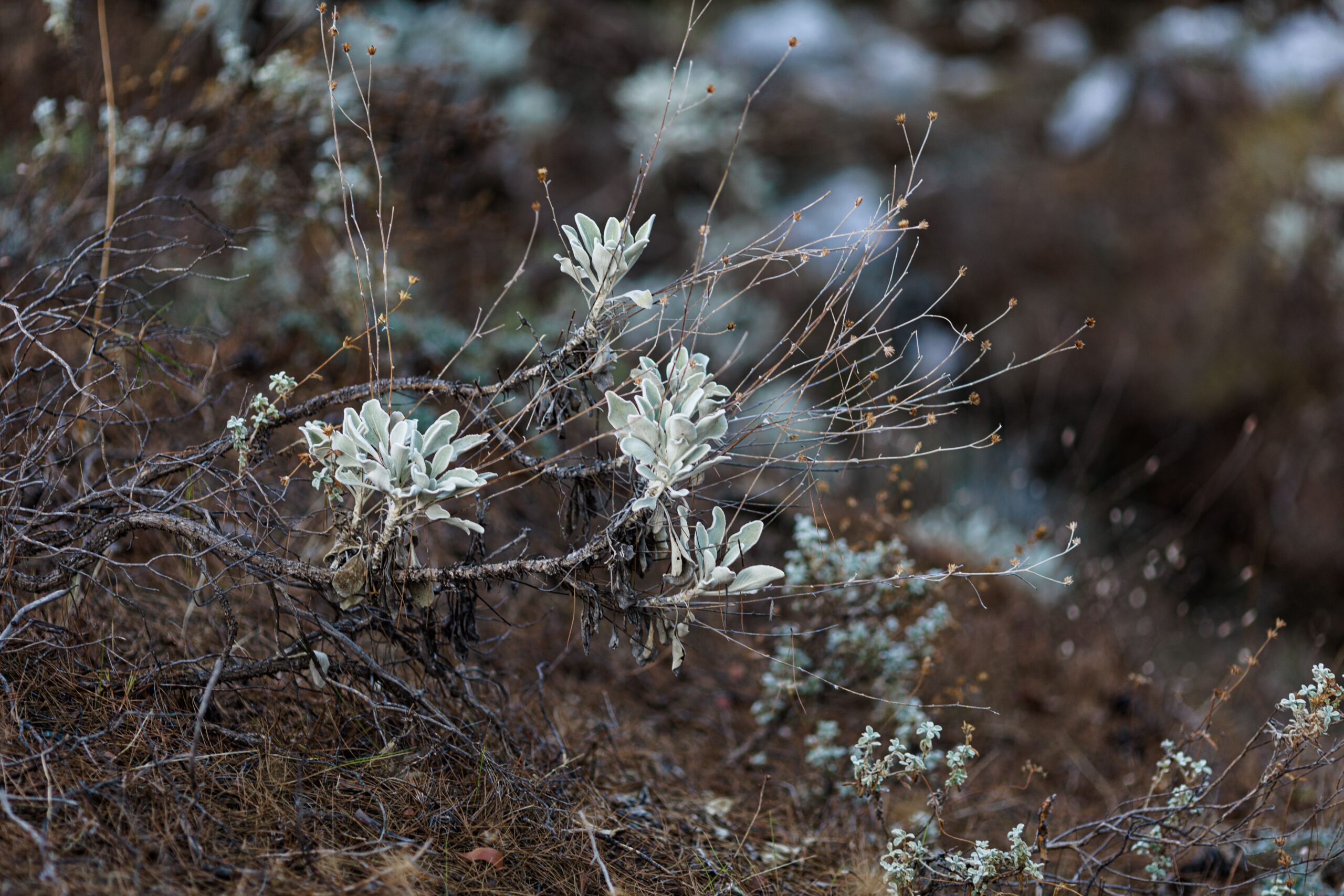 White sage / Salvia apiana