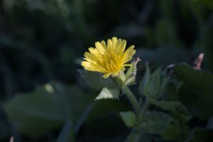 Is it an edible flower or not? 